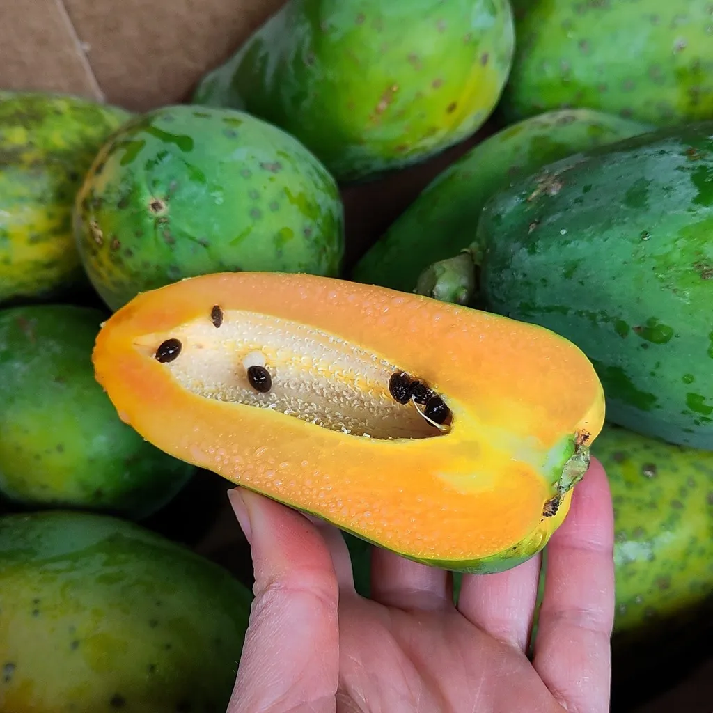 PAPAYE Sensación — Guadalupe, Espagne