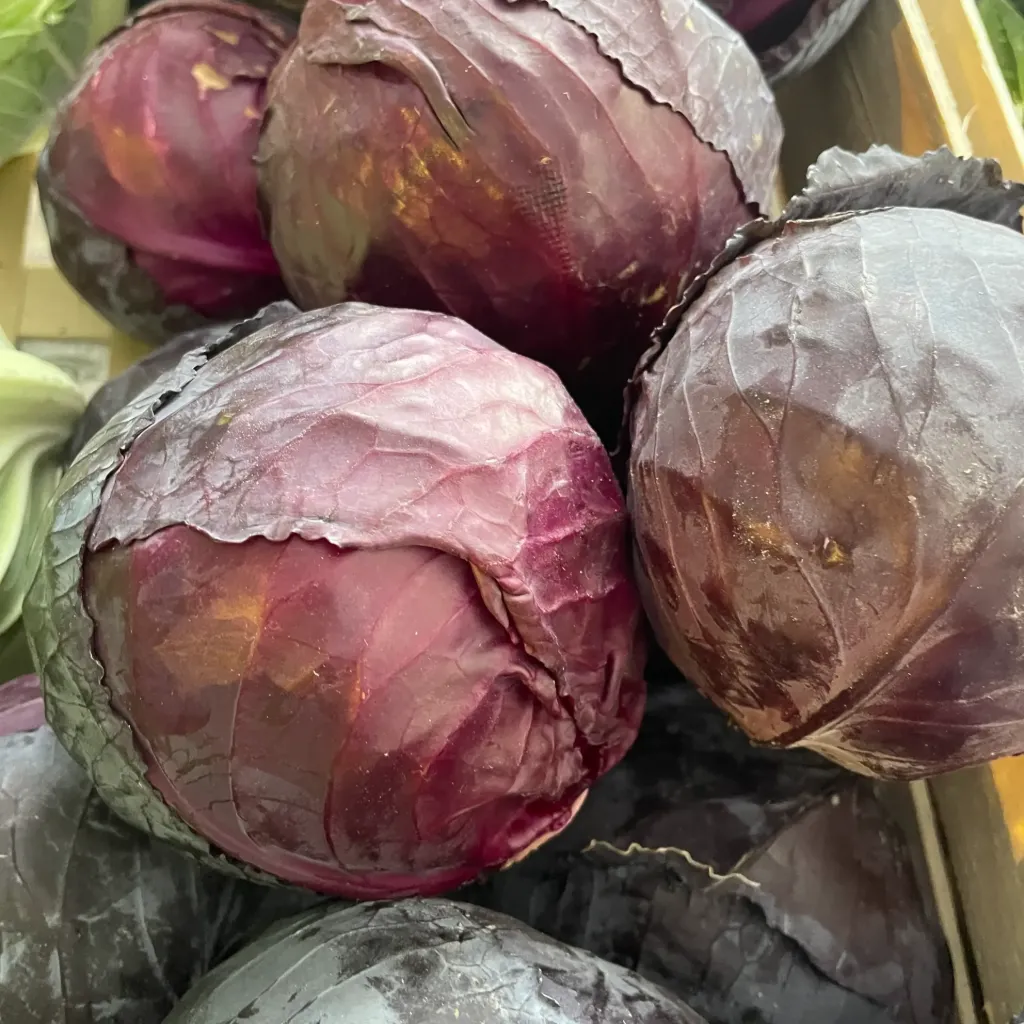 CHOU ROUGE — Dieleman, Middelburg, Zélande