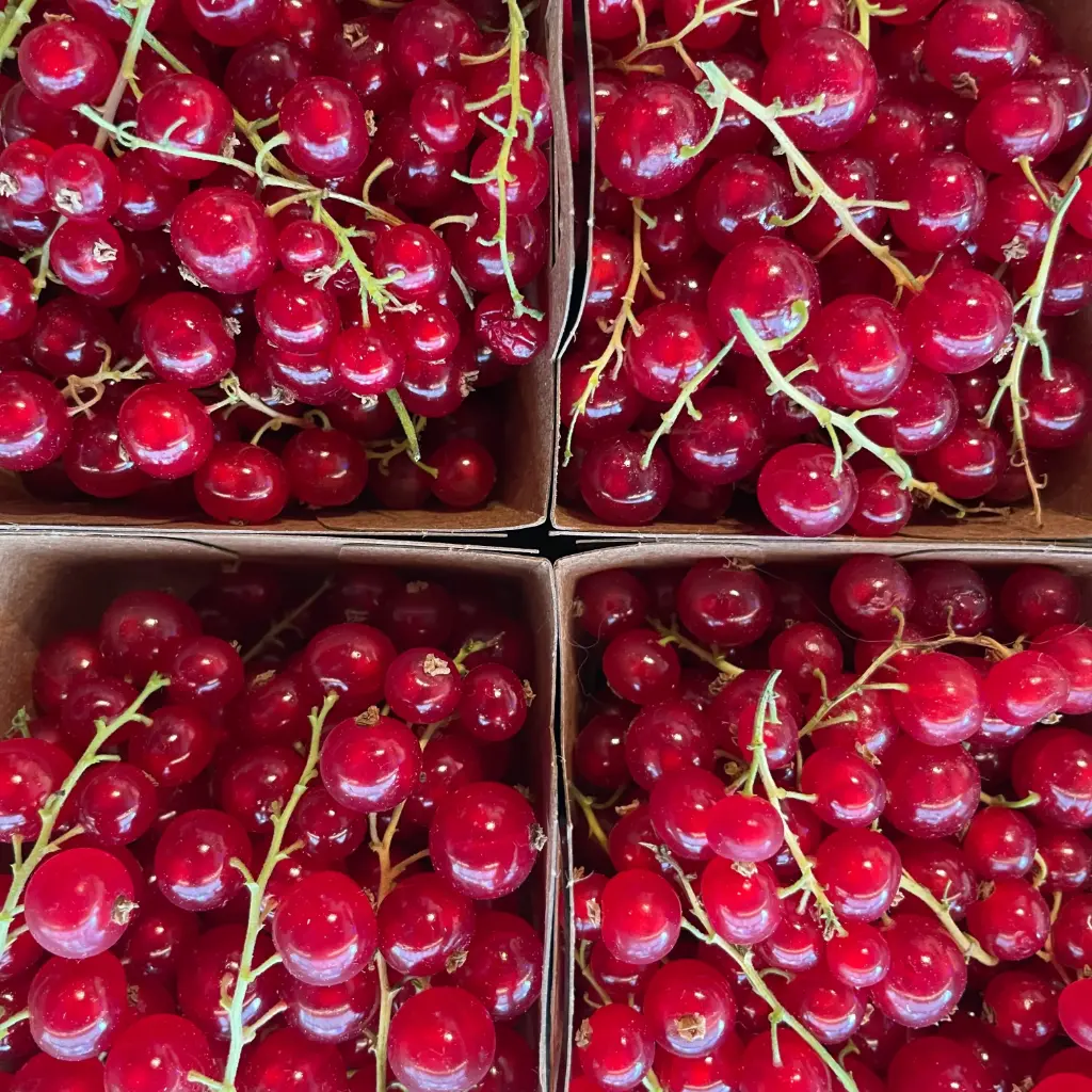 Groseilles — Goed ter Heule