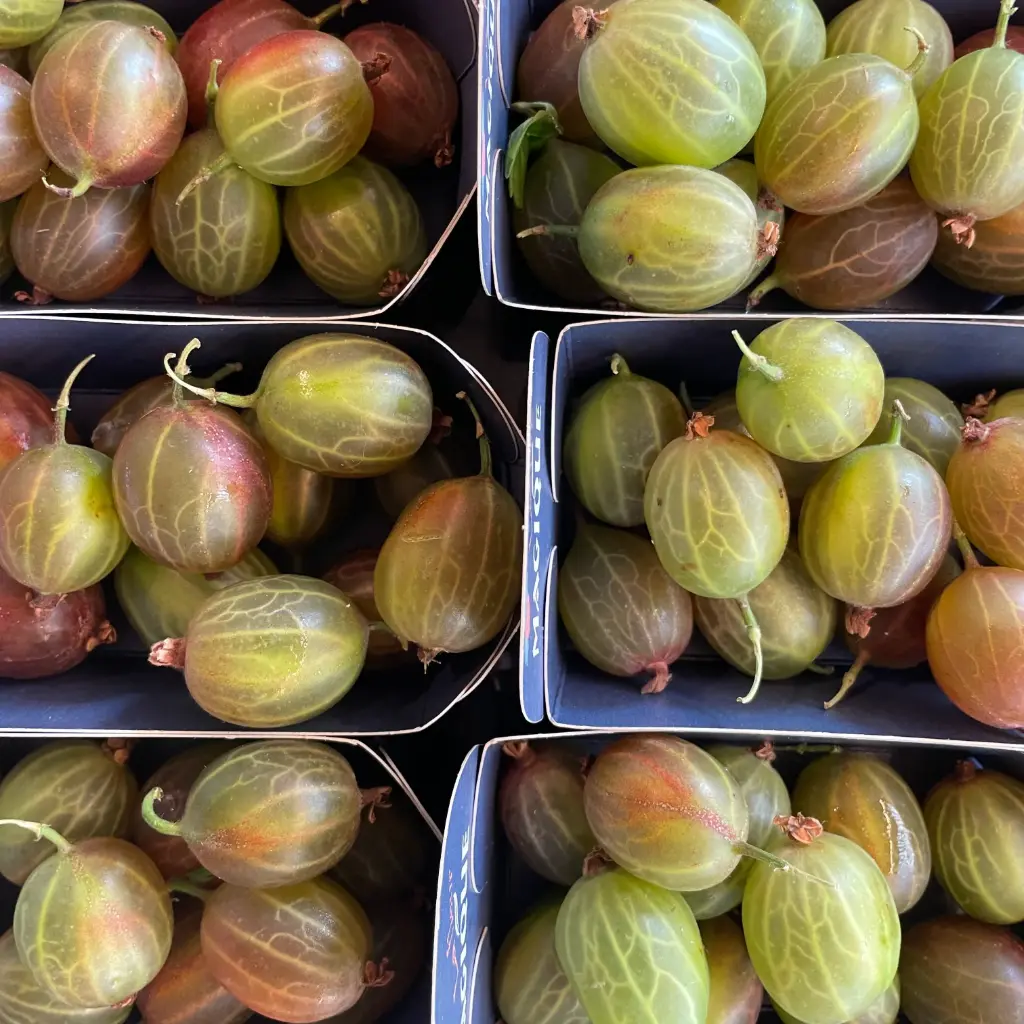 Groseilles Maquereau