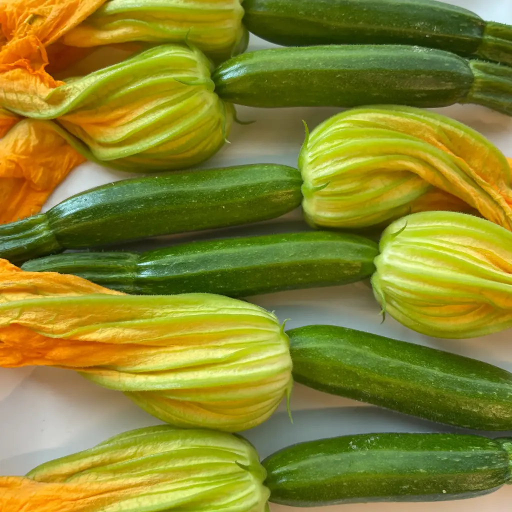 COURGETTE (FLEUR DE) bio — Groenlof, Lier, Antwerpen