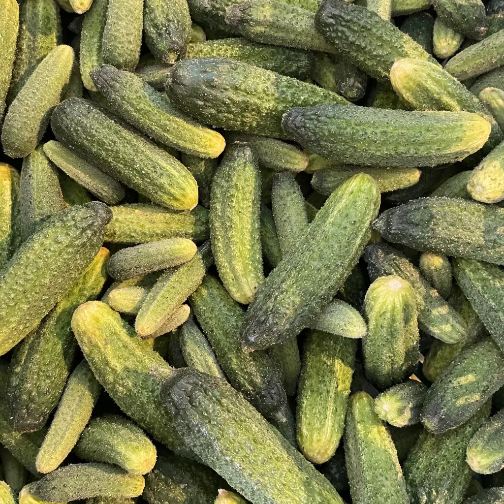 CORNICHON Frais — Goed ter Heule