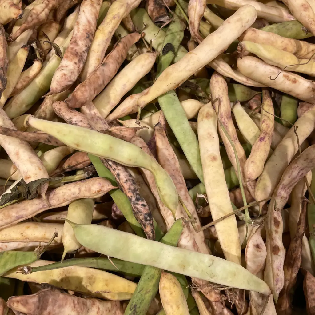 HARICOTS COCO DE PAIMPOL  — Pol & Léon, Cléder, Bretagne