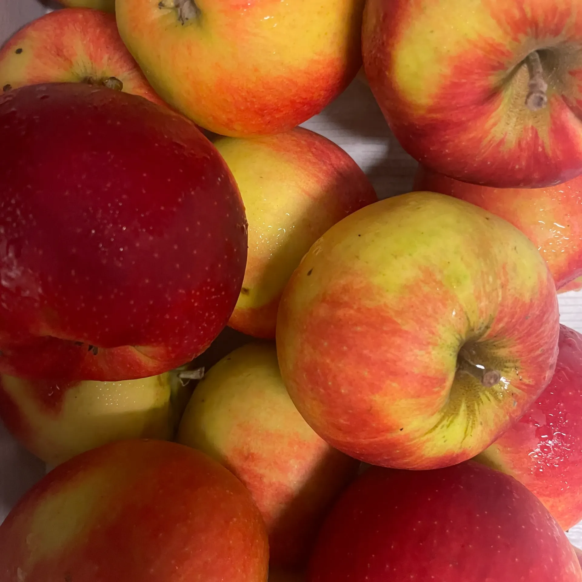 POMME JONAGOLD bio — De Fruittuin, Houwaart