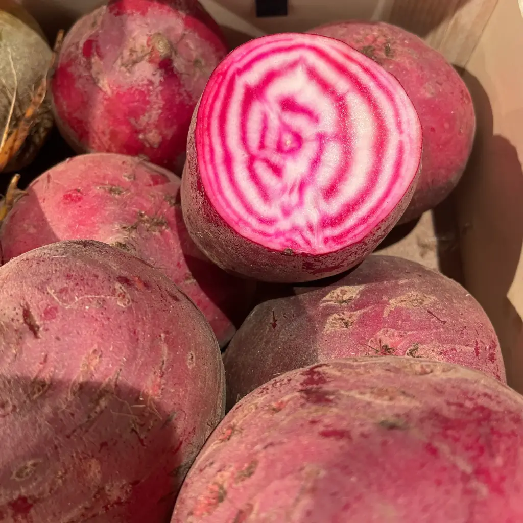 BETTERAVE CHIOGGIA bio — Marc Bleys