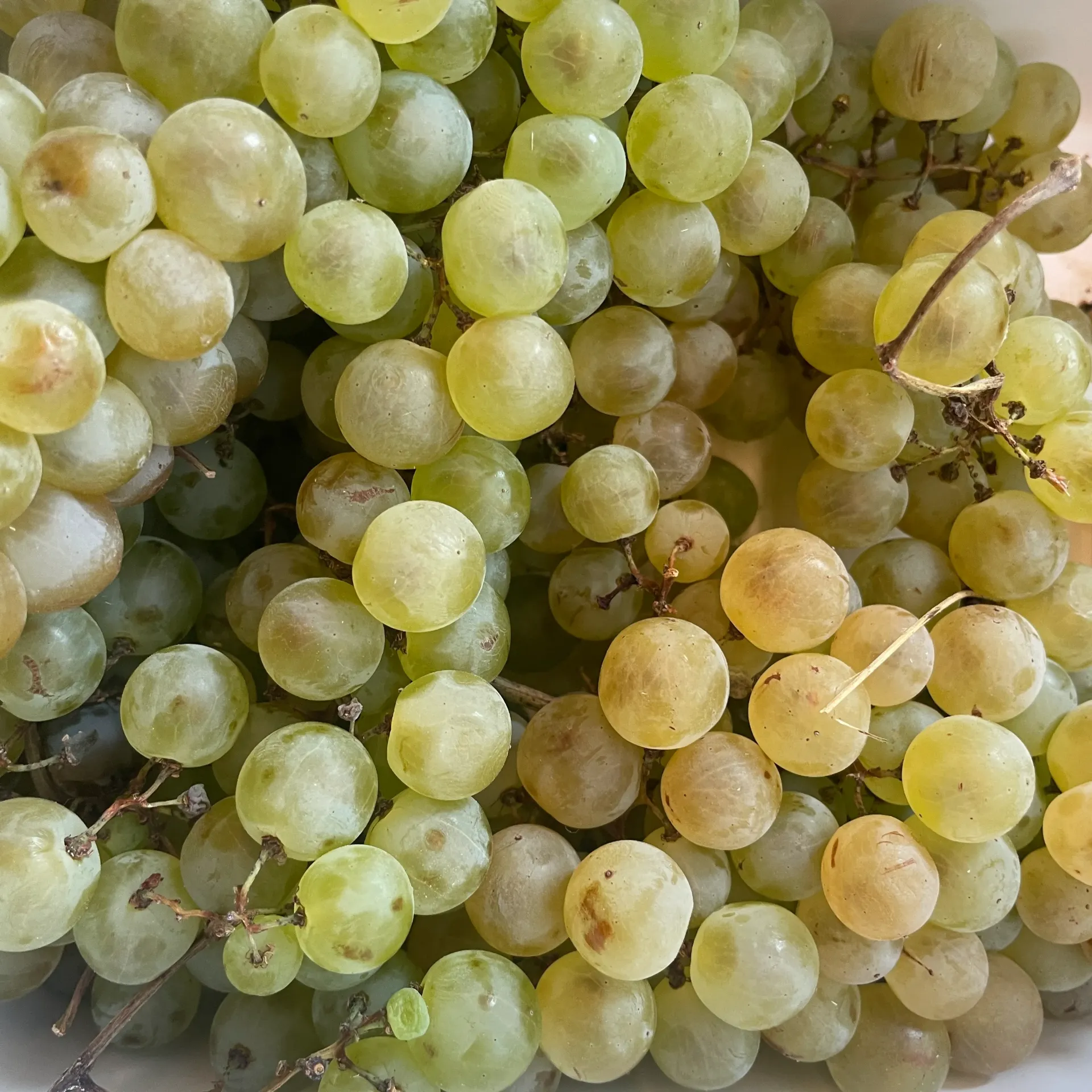 RAISIN CHASSELAS