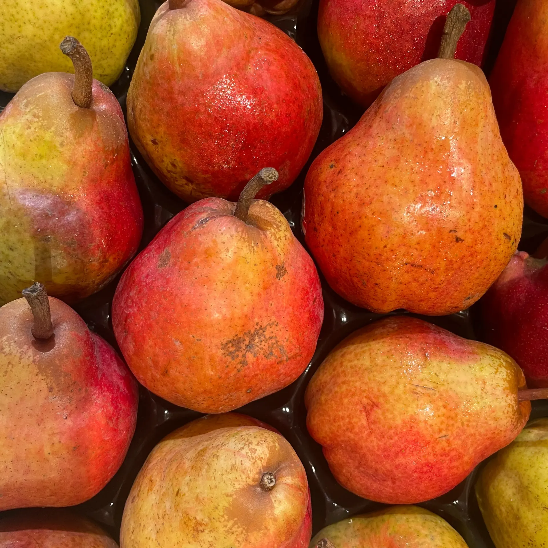POIRE WILLIAM Rouge  — LEVEQUE RIEU, Cabannes