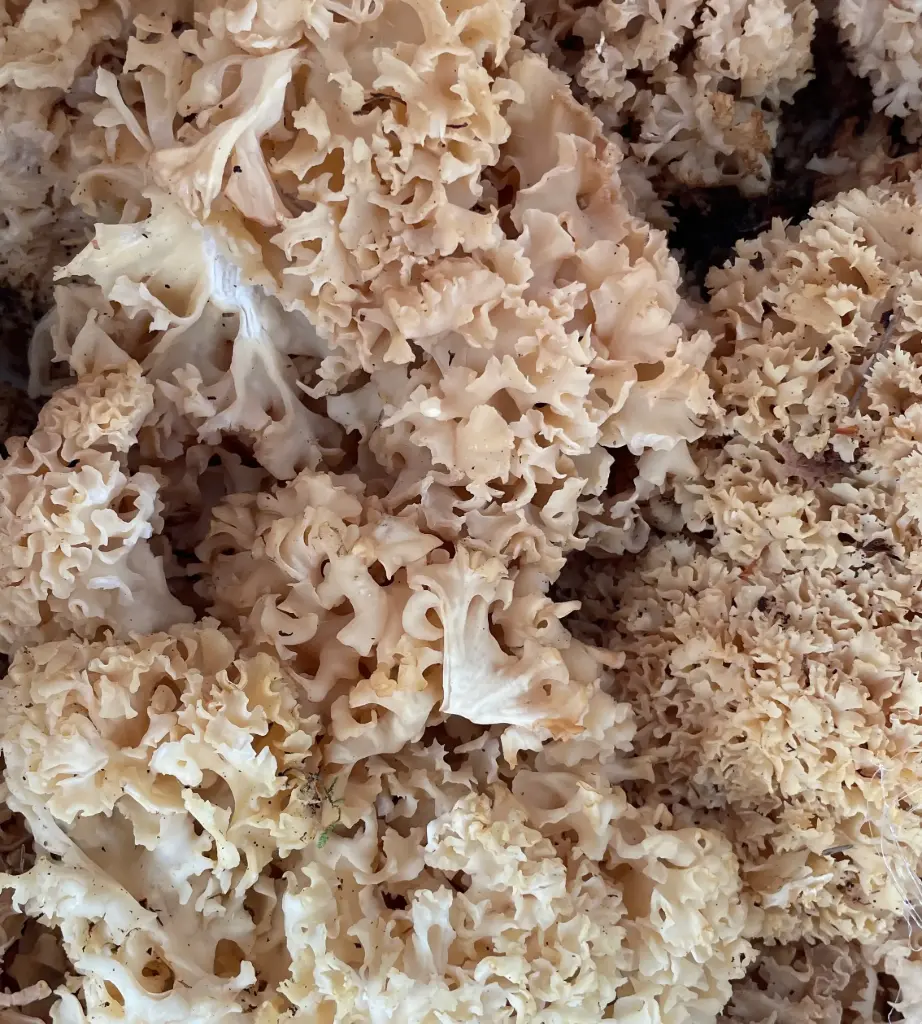 SPARASSIS CREPU  — France