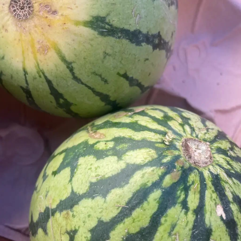 PASTEQUE Mini bio — Lope Villodres Reina, Espagne