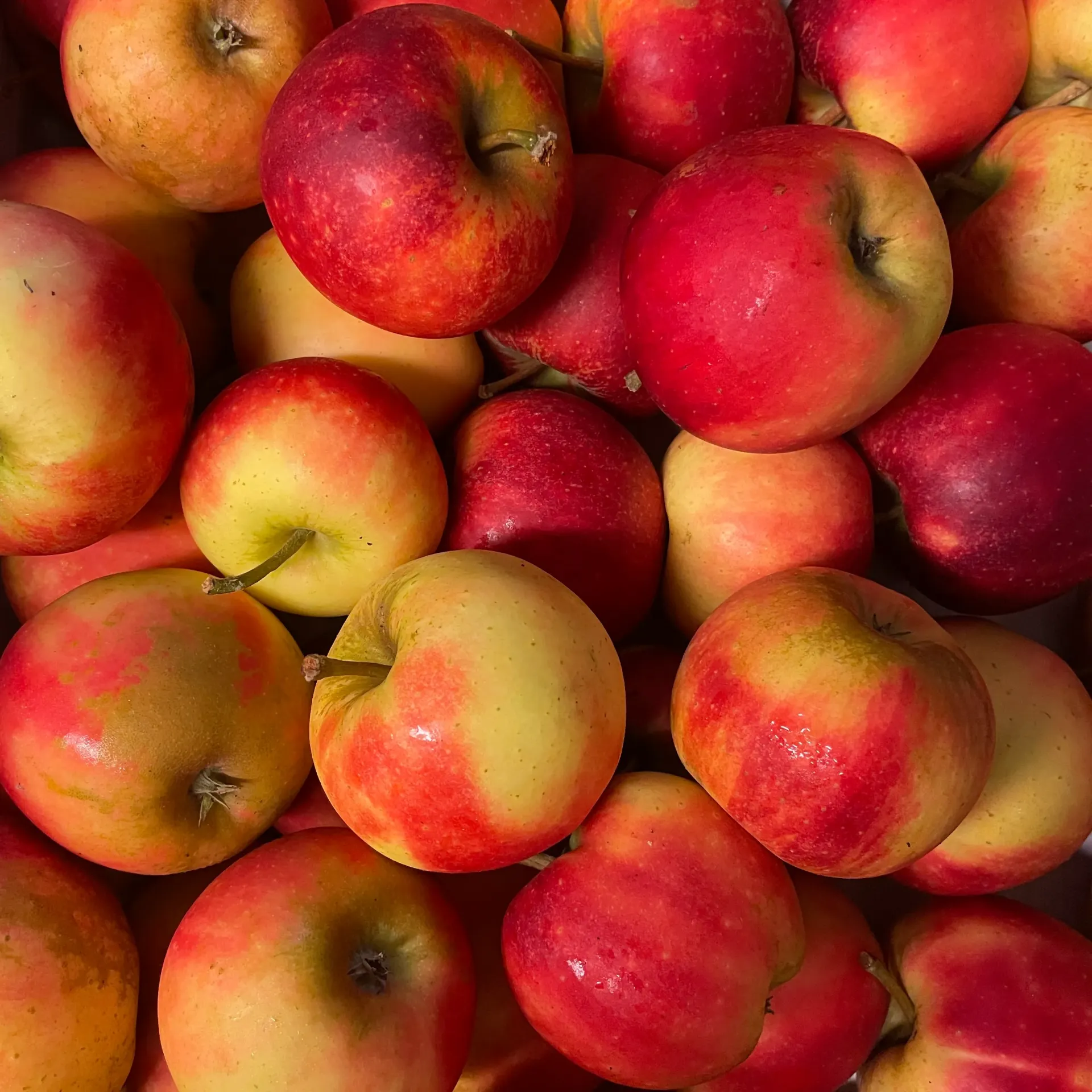 POMME ELSTAR bio — De Fruittuin, Houwaart
