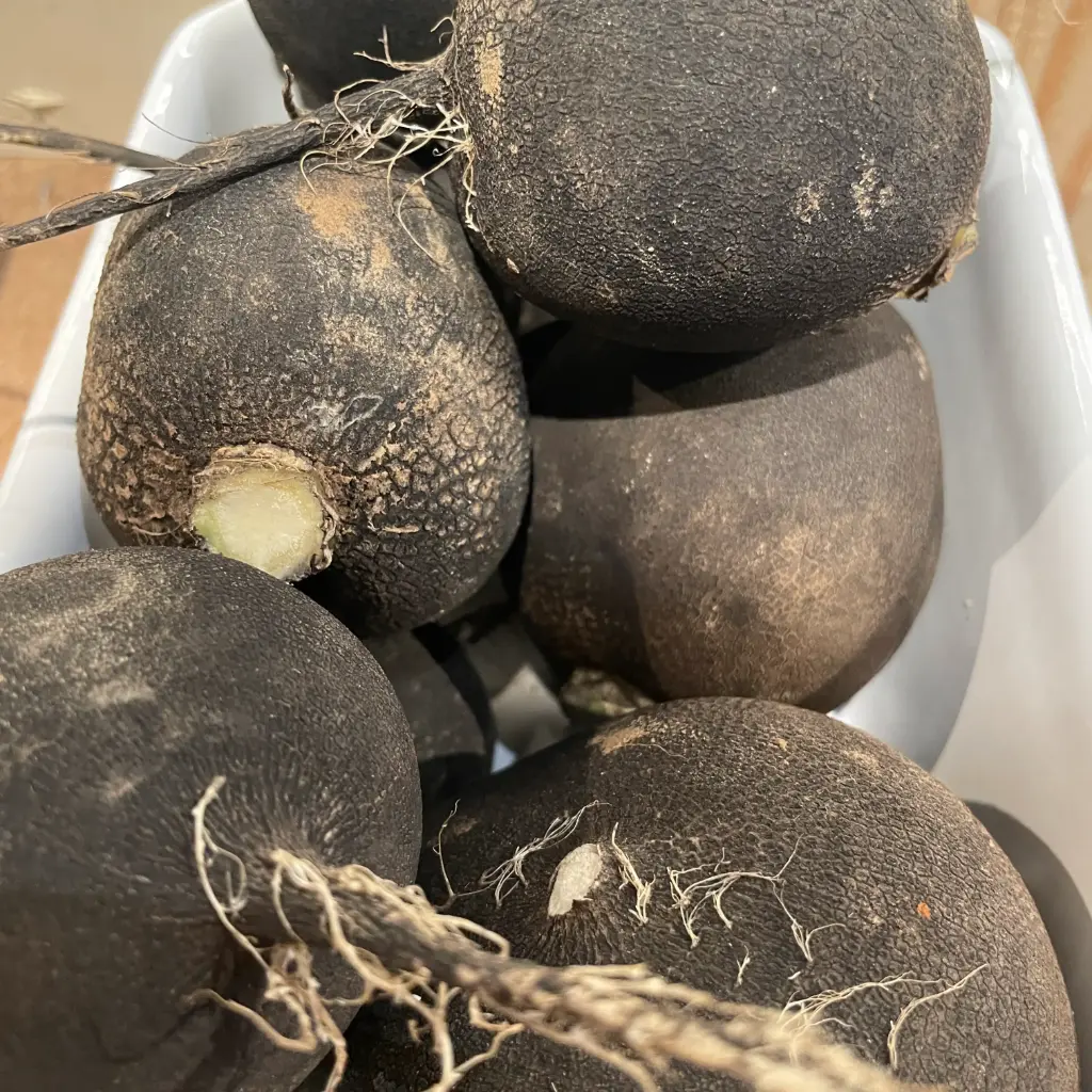 RADIS NOIR — France