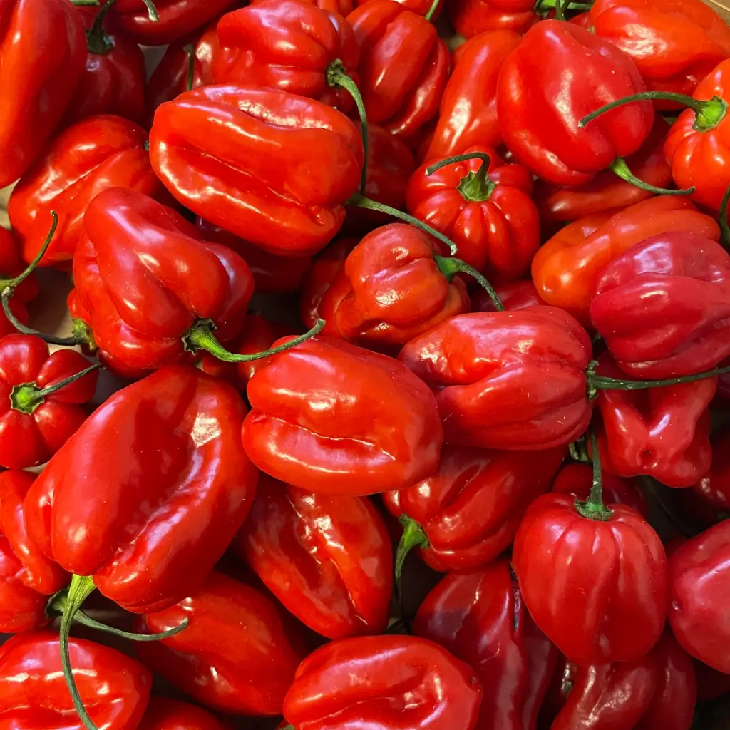 PIMENT HABANERO bio - Provence