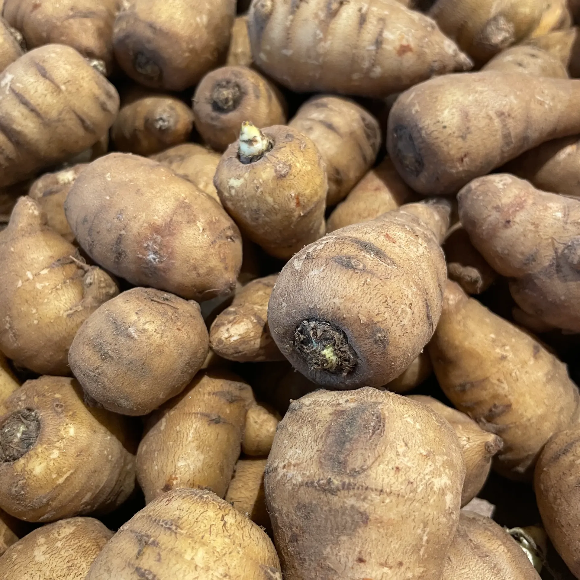 CERFEUIL TUBEREUX — France