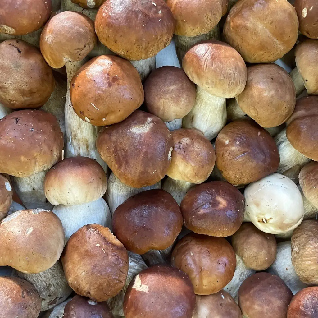 EEKHOORNTJESBROOD — Finlande
