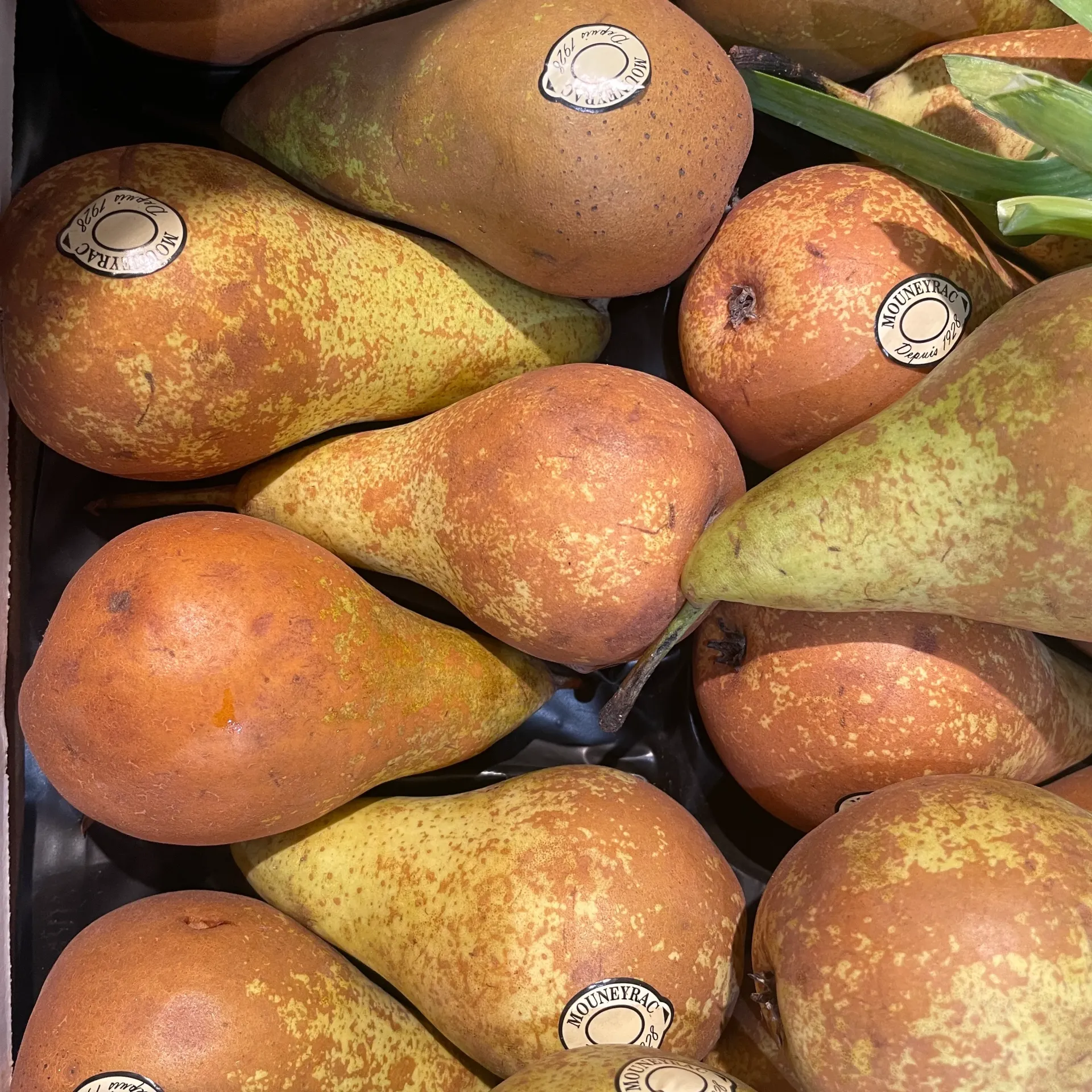 POIRE CONFERENCE bio — De Fruittuin