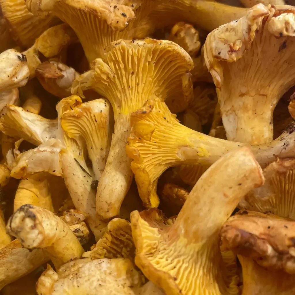 Girolle - Lithuanie