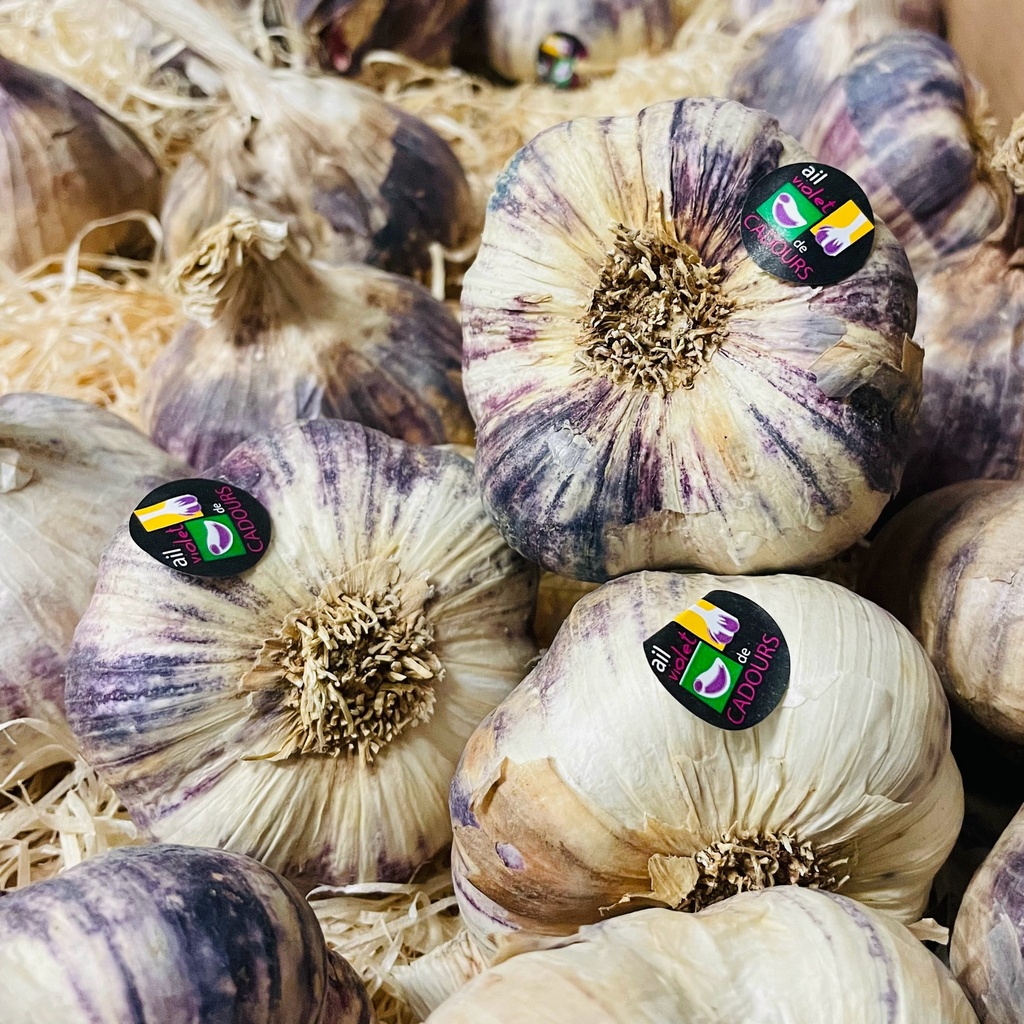 Ail Violet de Cadours