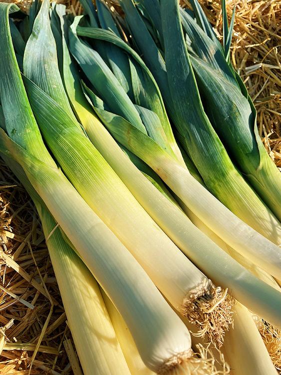 Yacon Poire de Terre - Staelens Luc