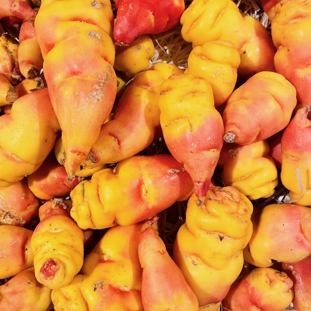 CAPUCINE TUBEREUSE - Bretagne