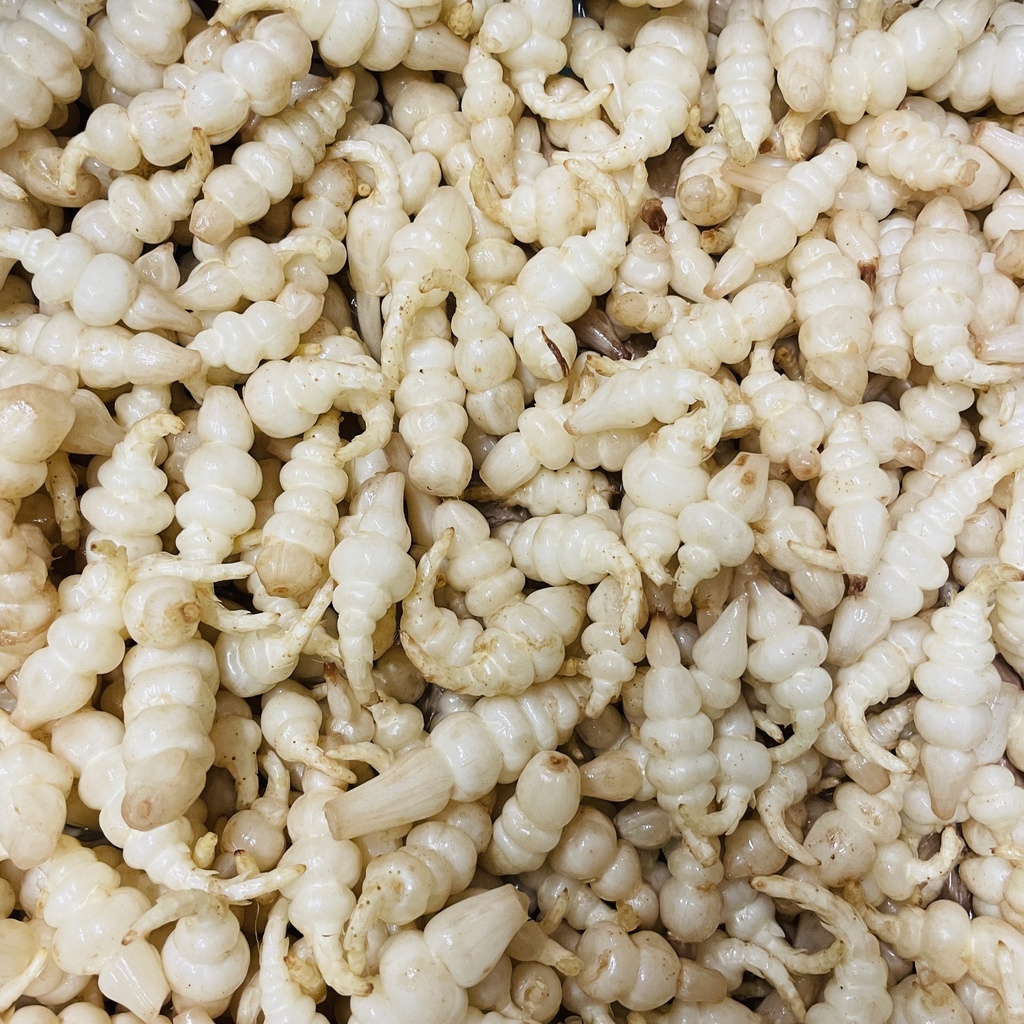 Crosnes - Prince de Bretagne