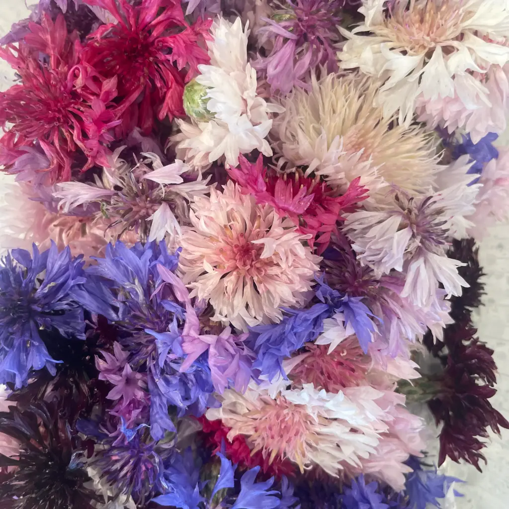 FLEURS COMESTIBLES bio — De Blauwe Spie, Lo-Reninge, Westhoek