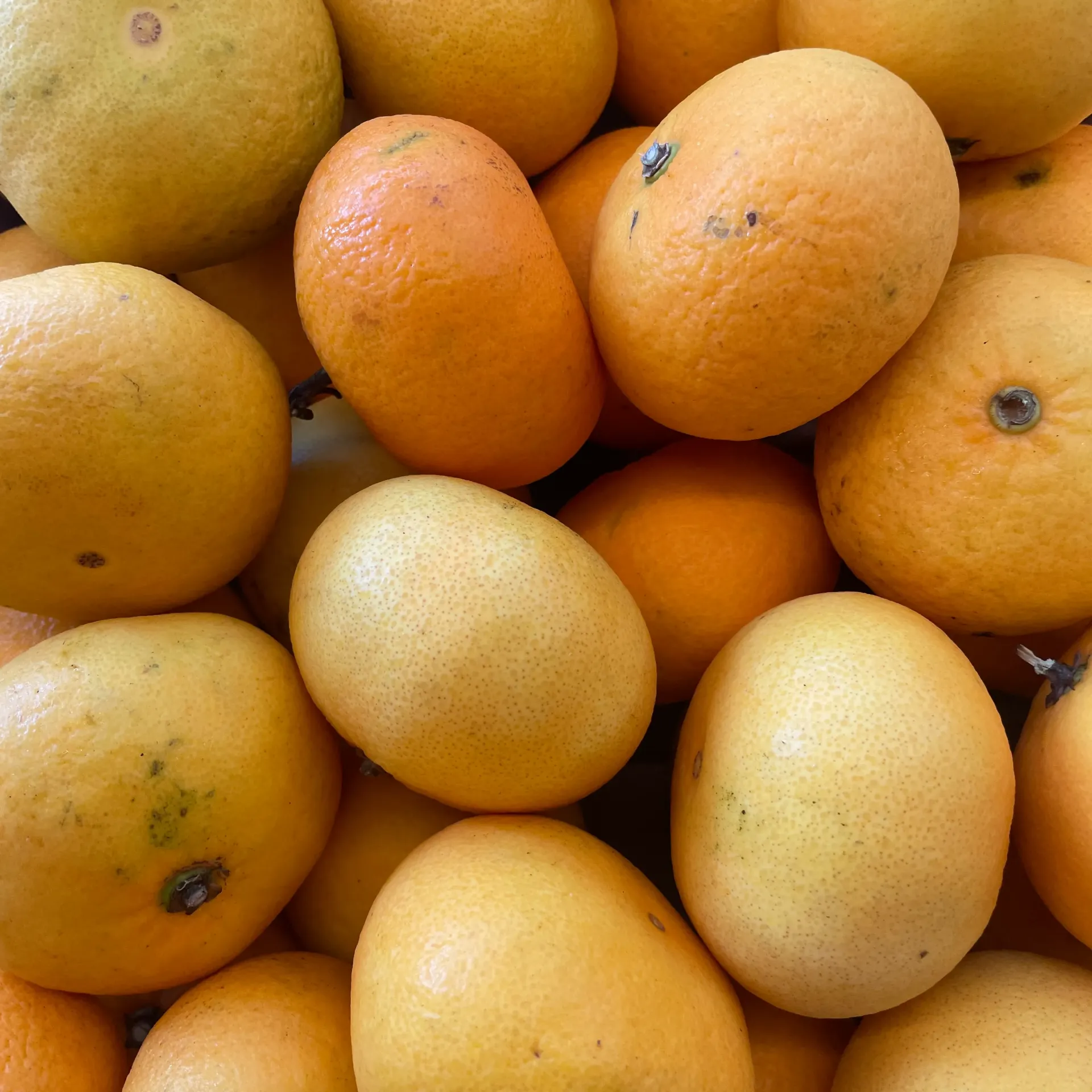 MANDARINE "Okitsu" — Mari Carmen Ruiz