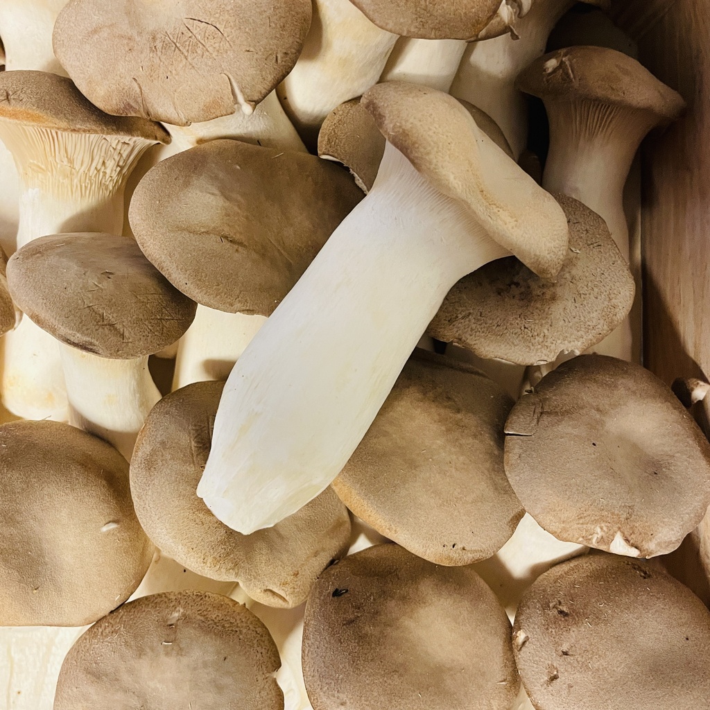 ERYNGII — Champignon De Bruxelles, Anderlecht