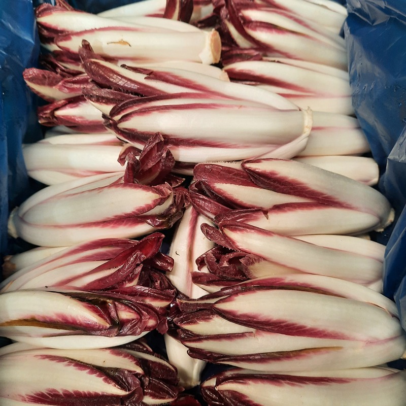 CHICONS ROUGES — France