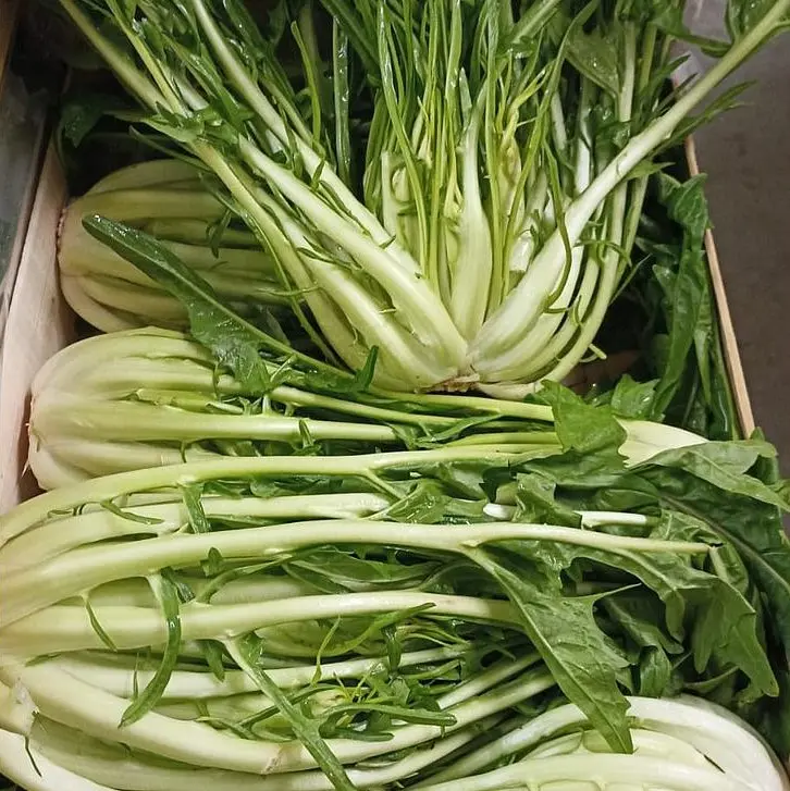 PUNTARELLE — Az Agr Pentassuglia, Italie