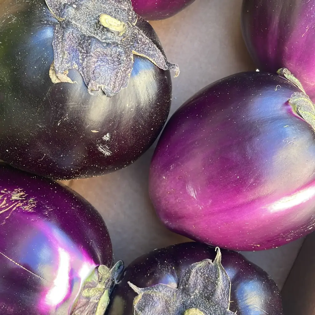 AUBERGINE VIOLETTE bio — Giorgio Battaglia, Comiso, Sicile