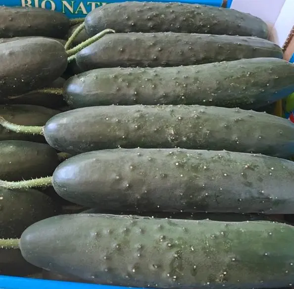 CONCOMBRE NOA — Giovanna Lauria, Italia