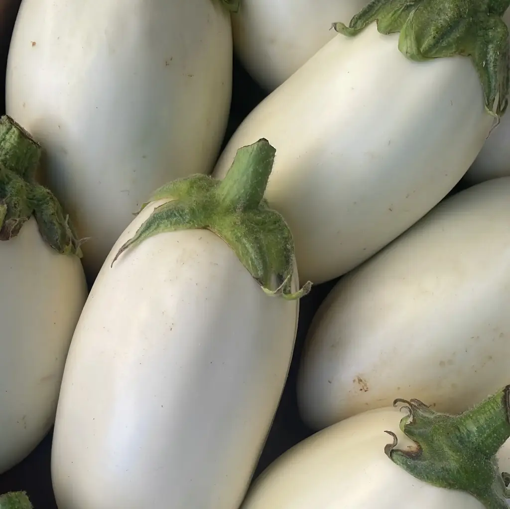 AUBERGINE Blanche Bio — SAINT-HILAIRE-SUR-HELPE,  France