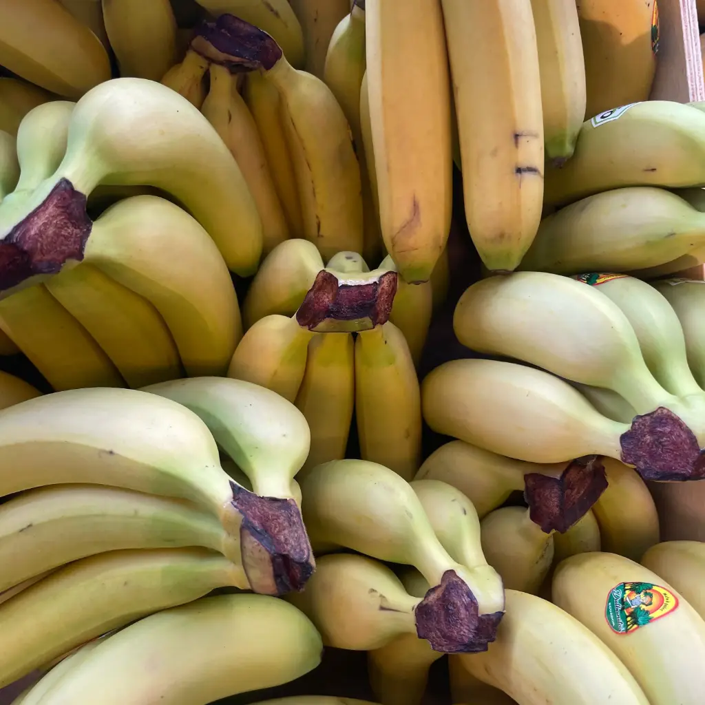 BANANE FRECINETTE bio — Santana, Equateur