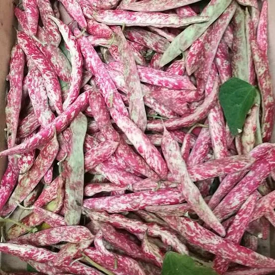 HARICOT BORLOTTI — Giovanna Lauria, Chiaramonte, Sicilia