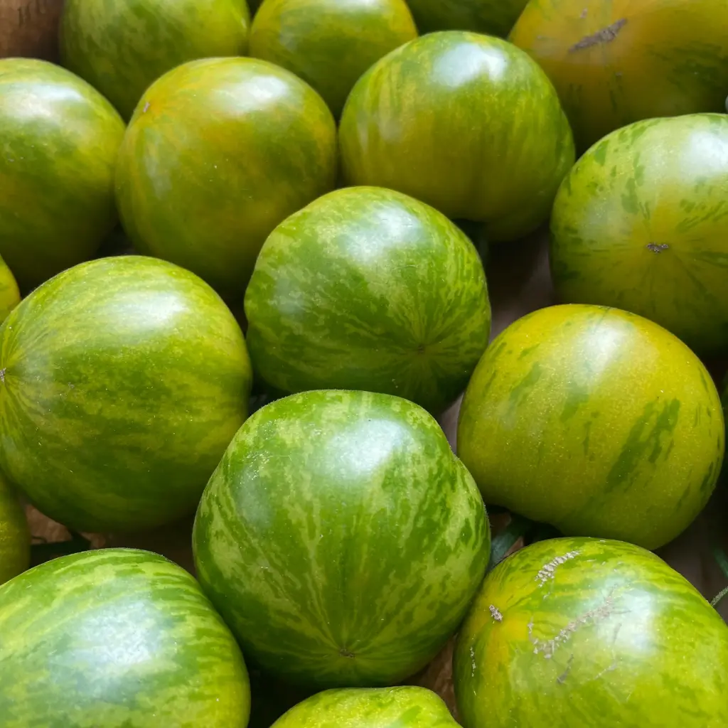 TOMATE GREEN ZEBRA  — Aurélien Ricaud, Mollégès, Provence