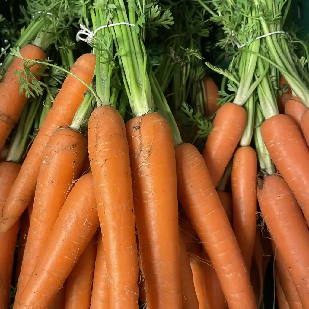 Carottes en botte avec fanes - Belgique