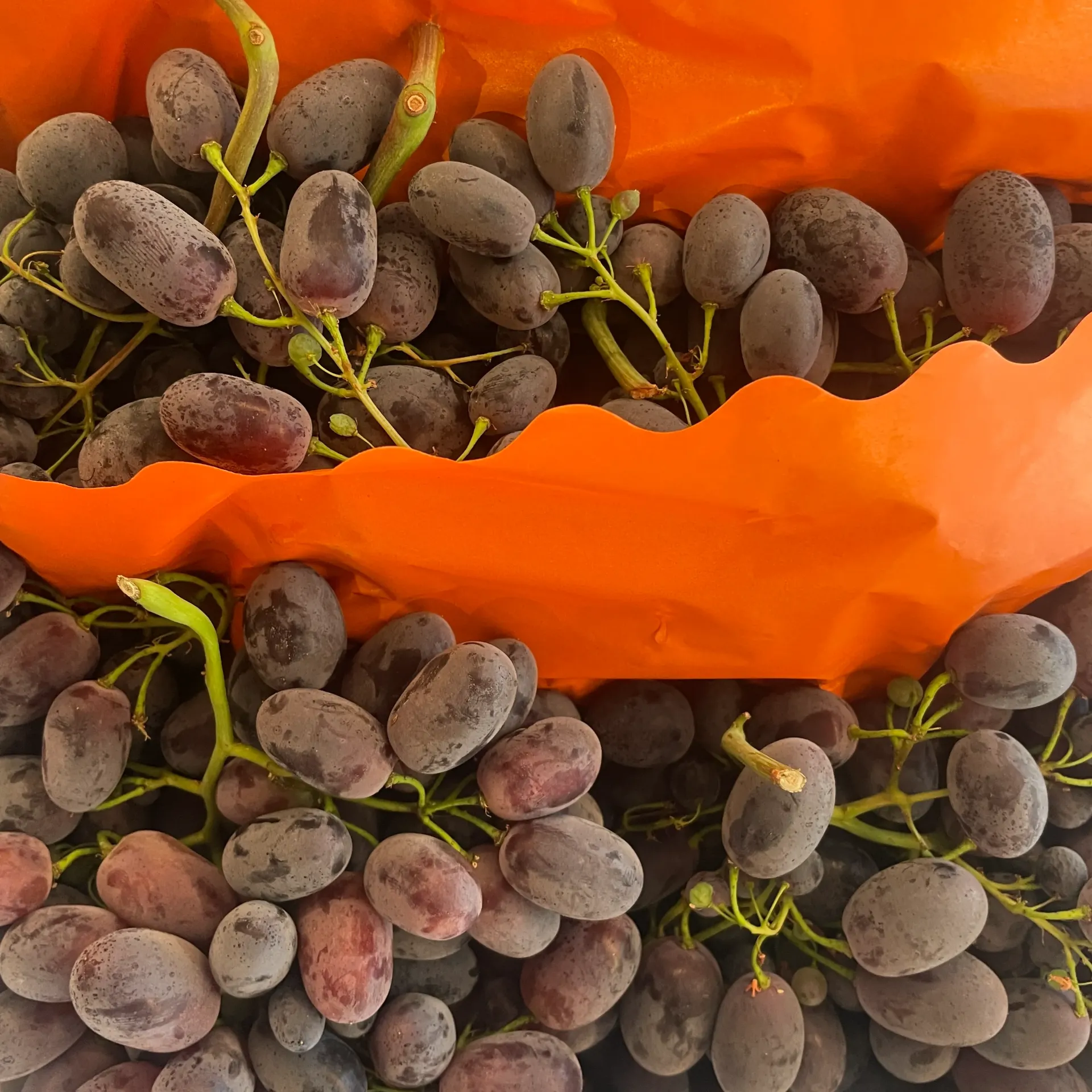 RAISIN Noir Black Magic bio — Giovanna Lauria
