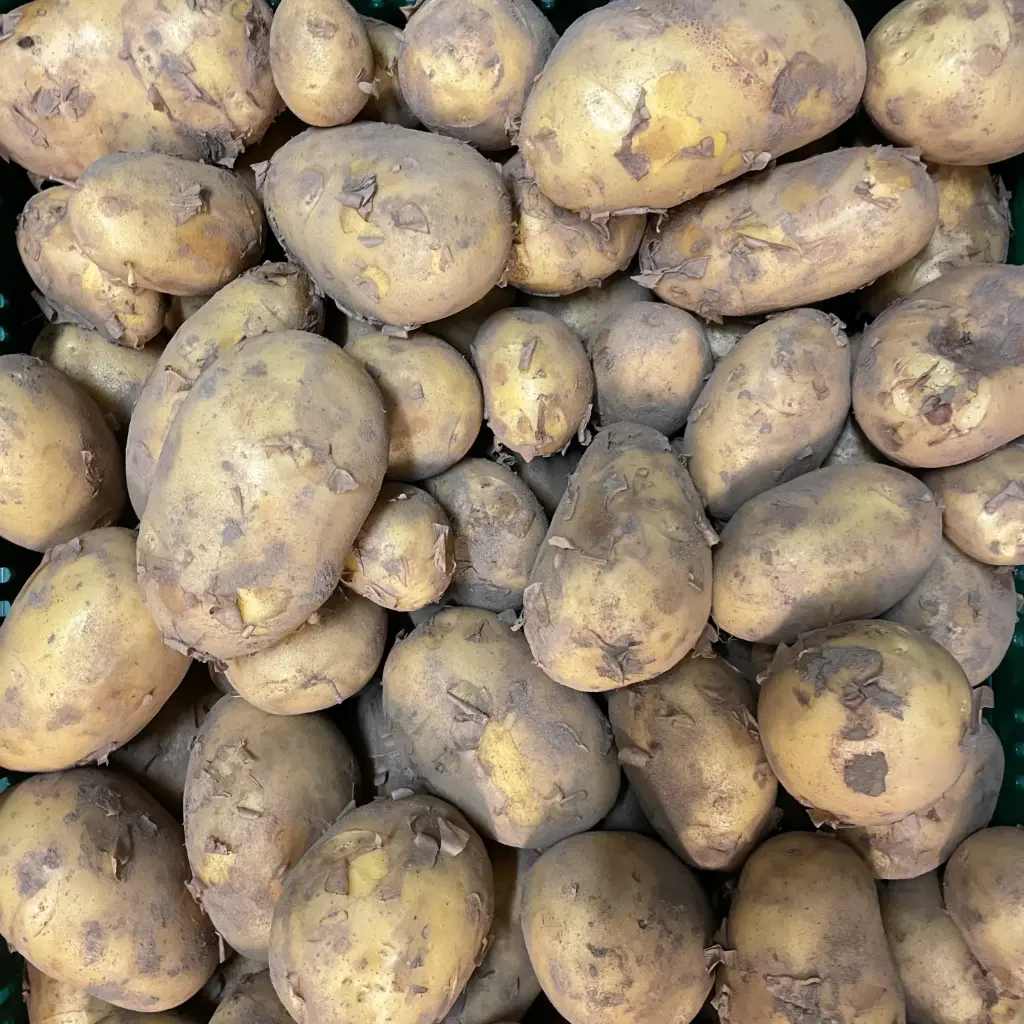 PDT Twinner - Marc Bleys