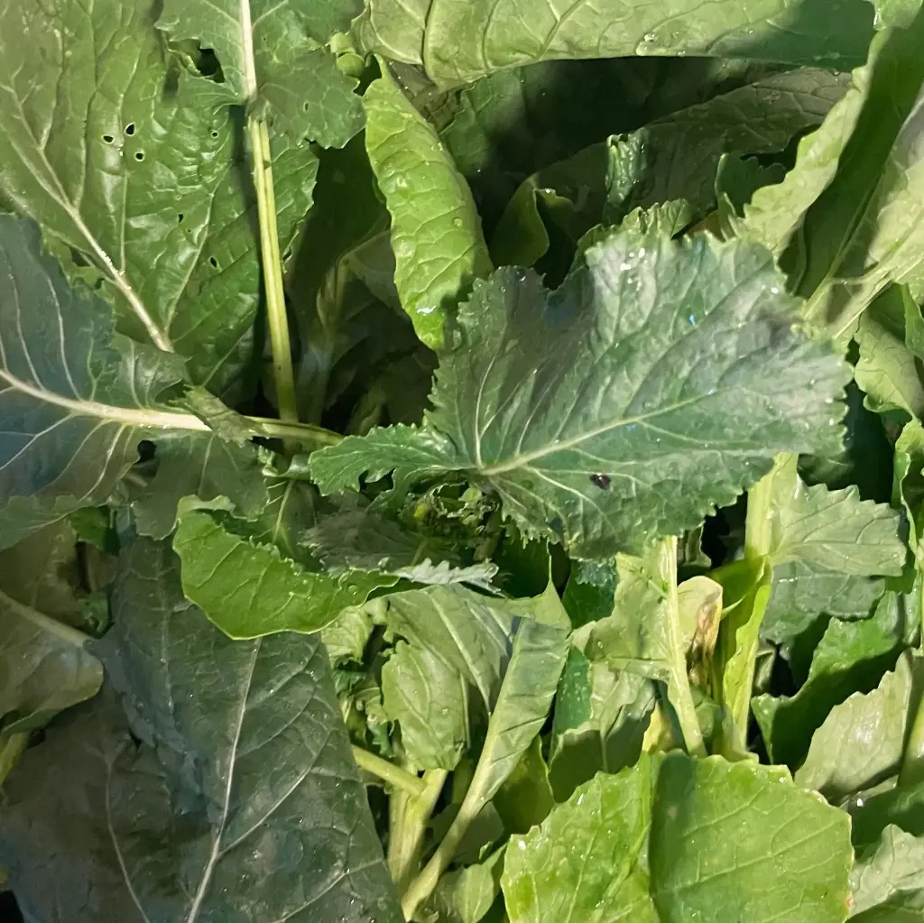 Cima di rapa — De blauwe spie
