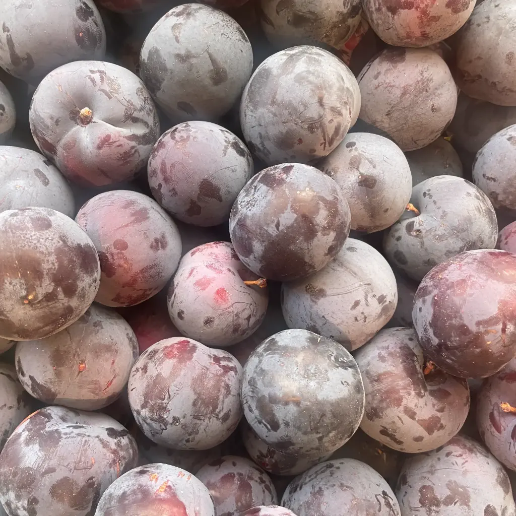 Prune Black Amber — Leveque