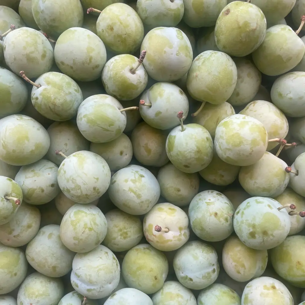 PRUNE REINE CLAUDE BAVAIS — Eddy Lonjou, Montalzat, Tarn