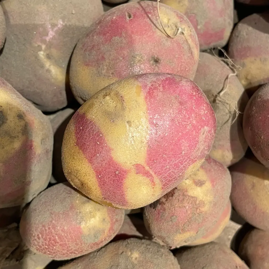 PDT APACHE bio — Jens Mouton, Ichtegem, West-Vlaanderen