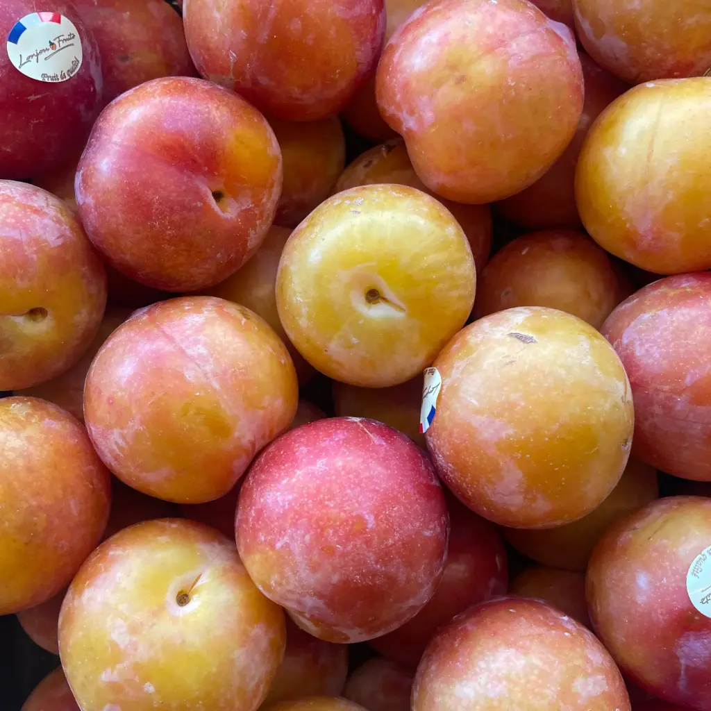 PRUNES TC SUN — Leveque Rieu