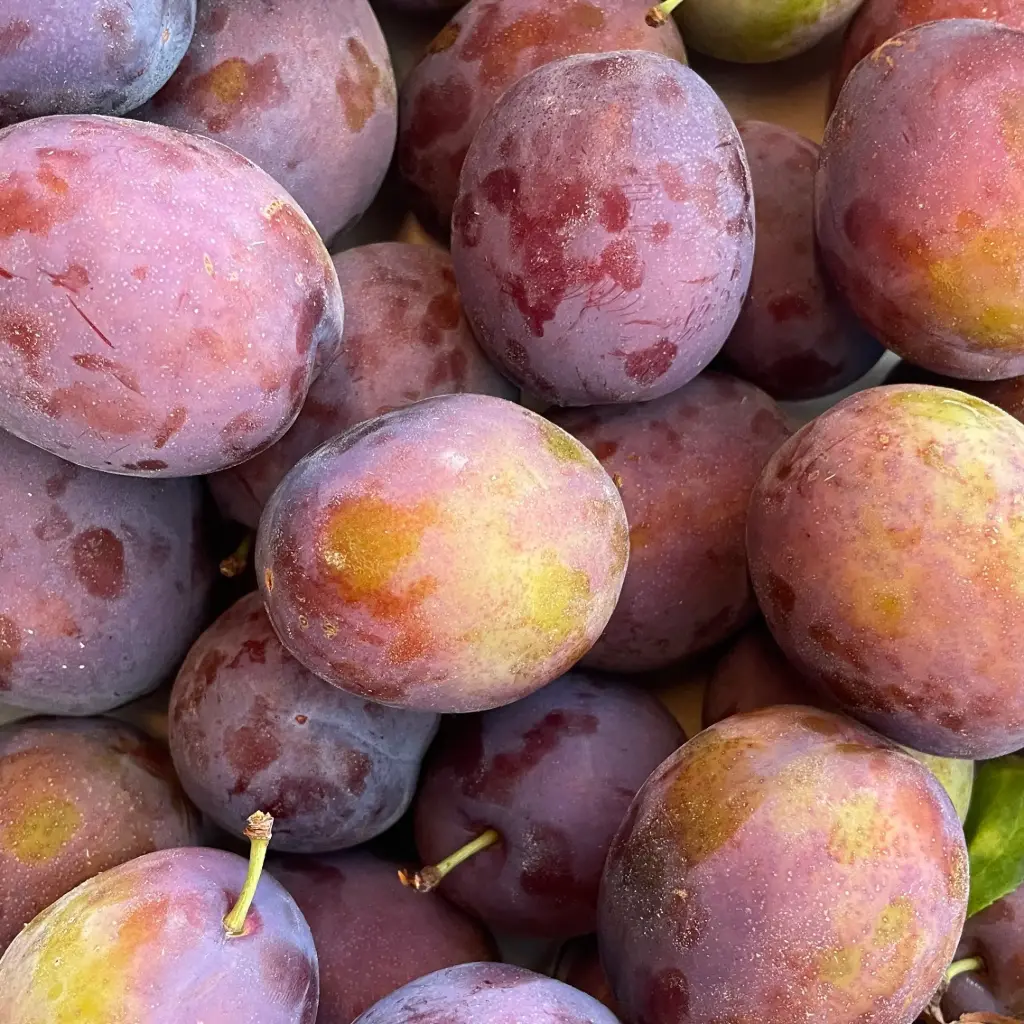 Prune Président - 