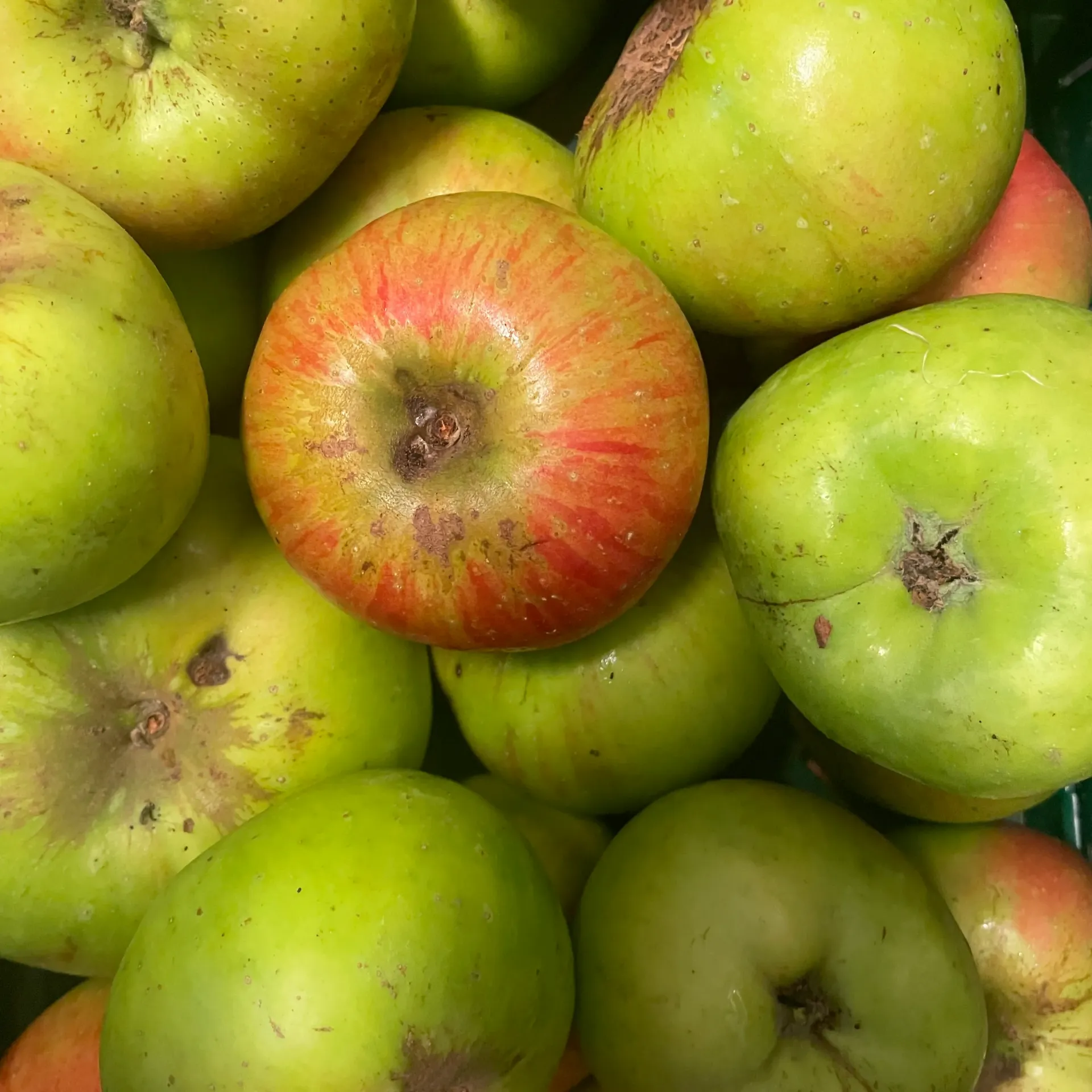 POMME REINETTE HERNAULT — Koolmees