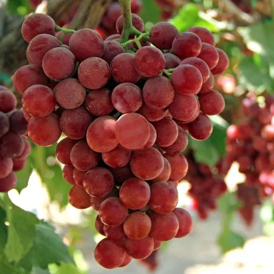 RAISIN "Red Flame" — Gaetano Zagarrigo