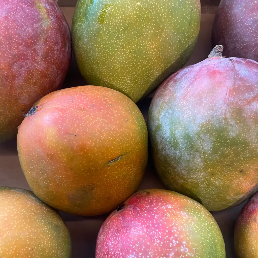 MANGUE IRWIN — Espagne