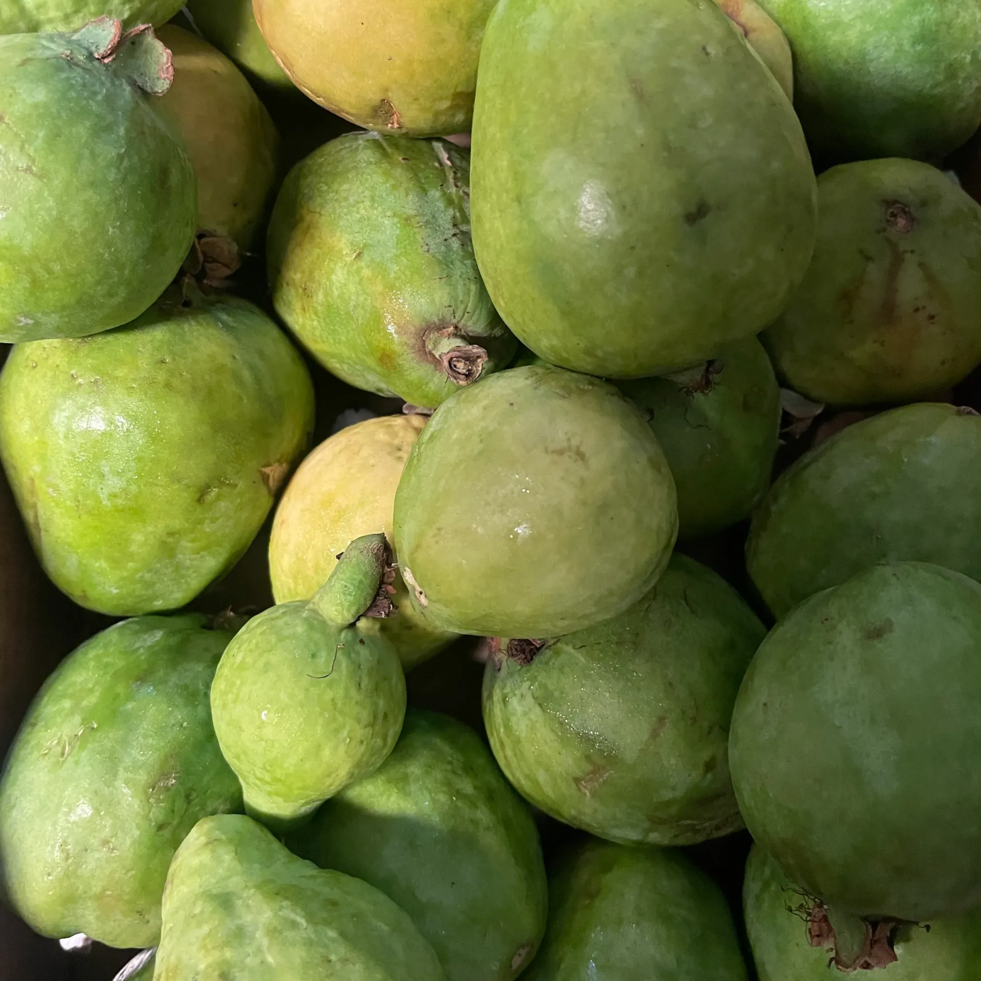 GUAVA bio — Manuel Jiménez Pérez