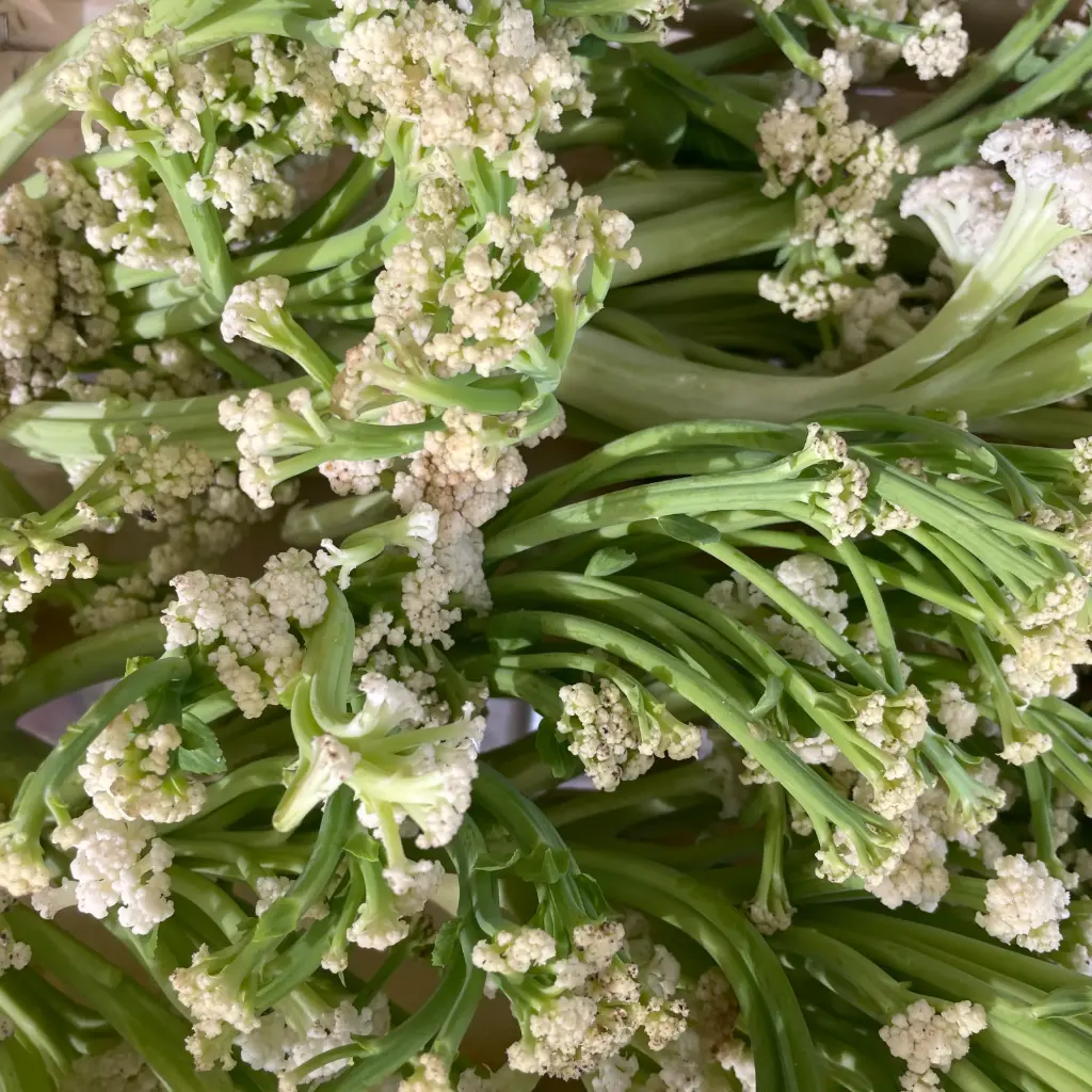 CHOU-FLEUR Blumini — De Blauwe Spie, Lo-Reninge, Westhoek