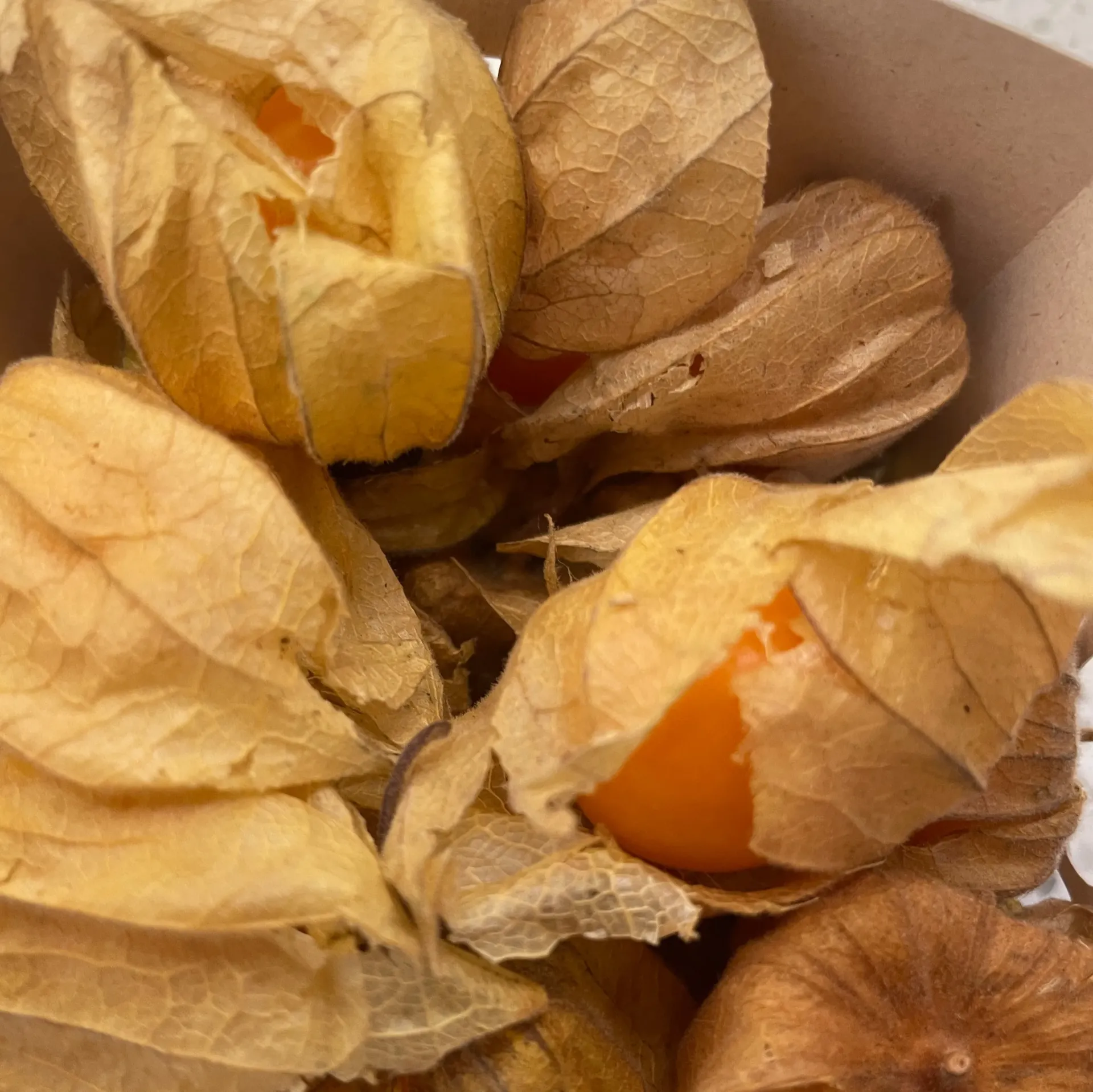 PHYSALIS — Perou
